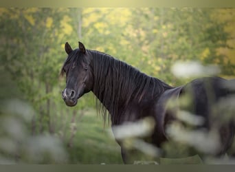 Arabian horses, Stallion, 13 years, 15.2 hh, Black
