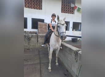 Arabian horses, Stallion, 14 years, 14.2 hh, Grey-Fleabitten