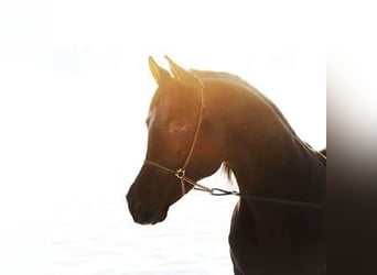 Arabian horses, Stallion, 14 years, 15 hh, Black