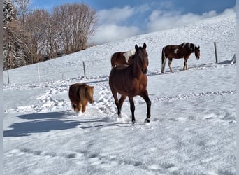 Arabian horses, Stallion, 15 years, 14.2 hh, Bay-Dark