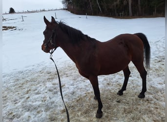 Arabian horses, Stallion, 15 years, 14.2 hh, Bay-Dark