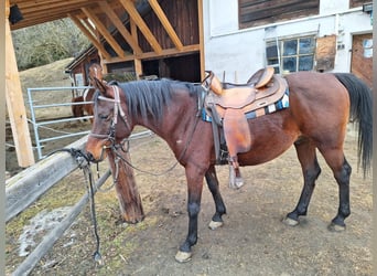 Arabian horses, Stallion, 15 years, 14.2 hh, Bay-Dark