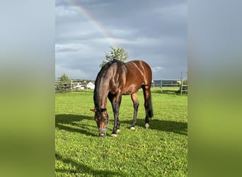 Vollblutaraber, Hengst, 15 Jahre, 14,2 hh, Brauner