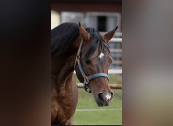 Vollblutaraber, Hengst, 15 Jahre, 14,2 hh, Brauner