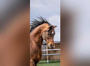 Arabian horses, Stallion, 15 years, 14,3 hh, Brown