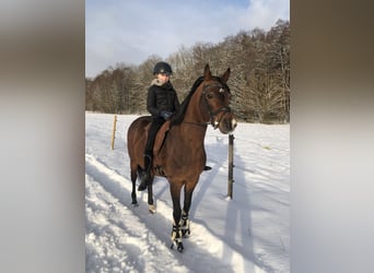 Arabian horses, Stallion, 15 years, 14,3 hh, Brown