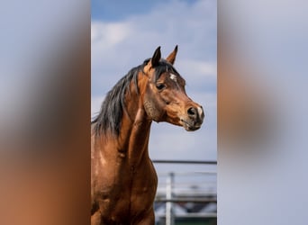 Arabian horses, Stallion, 15 years, 14,3 hh, Brown