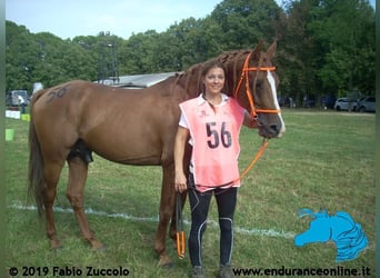 Arabian horses, Stallion, 15 years, 15.1 hh, Chestnut-Red