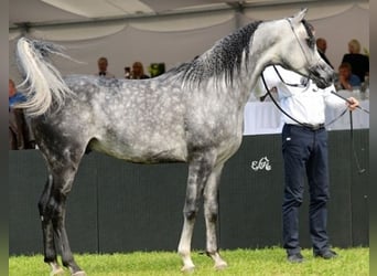 Arabian horses, Stallion, 15 years, 15.1 hh, Gray