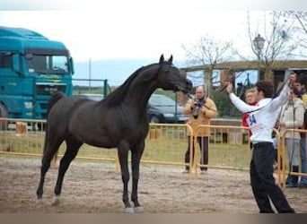 Arabian horses, Stallion, 17 years, 15 hh, Black