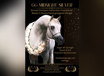 Arabian horses, Stallion, 18 years, 15.1 hh, Grey