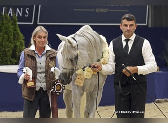 Arabian horses, Stallion, 18 years, 15.1 hh, Grey