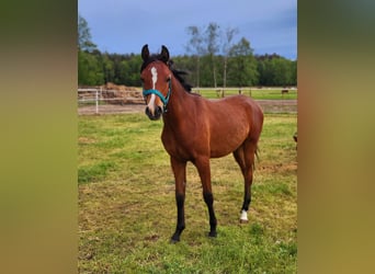 Arabian horses, Stallion, 1 year, 12,2 hh, Bay