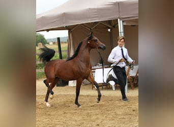 Arabian horses, Stallion, 1 year, 13,2 hh, Brown