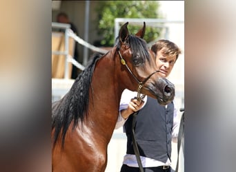 Arabian horses, Stallion, 1 year, 13,2 hh, Brown