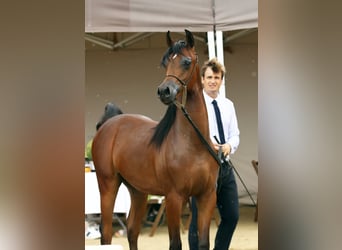 Arabian horses, Stallion, 1 year, 13,2 hh, Brown