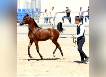 Arabian horses, Stallion, 1 year, 13,2 hh, Brown