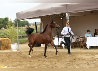 Arabian horses, Stallion, 1 year, 13,2 hh, Brown