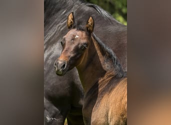 Arabian horses, Stallion, 1 year, 13 hh, Gray-Fleabitten
