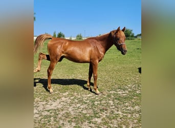 Arabian horses, Stallion, 1 year, 13,2 hh, Chestnut-Red
