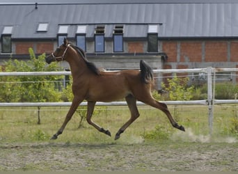 Arabian horses, Stallion, 1 year, 14.1 hh, Brown