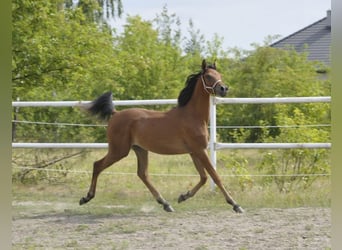 Arabian horses, Stallion, 1 year, 14.1 hh, Brown