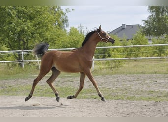 Arabian horses, Stallion, 1 year, 14.1 hh, Brown