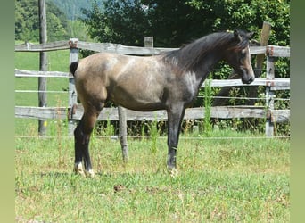 Arabian horses, Stallion, 1 year, 14,1 hh, Gray