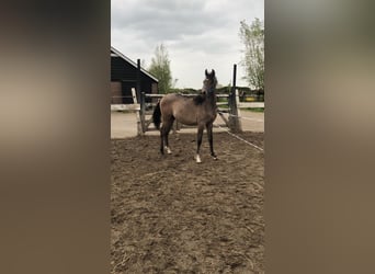 Arabian horses, Stallion, 1 year, 14.1 hh, White