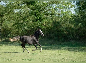 Arabian horses, Stallion, 1 year, 14.2 hh, Black