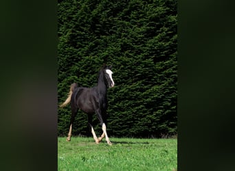 Arabian horses, Stallion, 1 year, 14.2 hh, Black