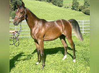 Arabian horses, Stallion, 1 year, 14.2 hh, Brown