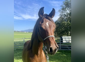 Arabian horses, Stallion, 1 year, 14.2 hh, Brown