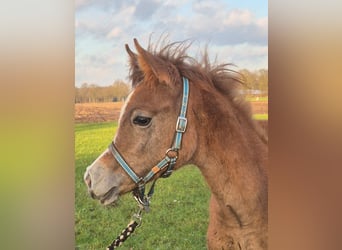 Arabian horses, Stallion, 1 year, 14,2 hh, Brown Falb mold