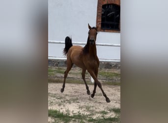 Arabian horses, Stallion, 1 year, 14.2 hh, Brown