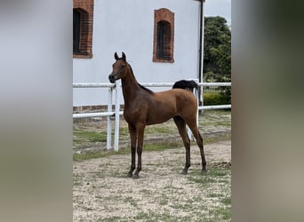 Arabian horses, Stallion, 1 year, 14.2 hh, Brown