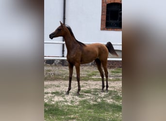 Arabian horses, Stallion, 1 year, 14.2 hh, Brown
