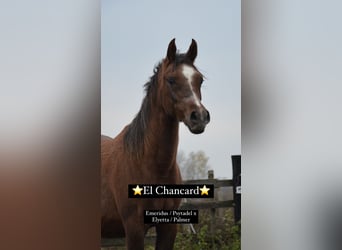 Arabian horses, Stallion, 1 year, 14,2 hh, Chestnut