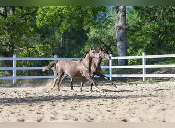 Arabian horses, Stallion, 1 year, 14,2 hh, Gray