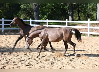 Arabian horses, Stallion, 1 year, 14,2 hh, Gray