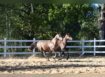 Arabian horses, Stallion, 1 year, 14,2 hh, Gray