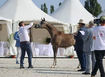 Vollblutaraber, Hengst, 1 Jahr, 14,2 hh, Schimmel