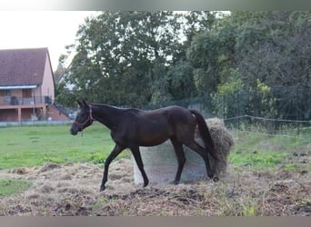 Arabian horses, Stallion, 1 year, 14,2 hh, Smoky-Black