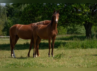 Arabian horses, Stallion, 1 year, 14.3 hh, Brown