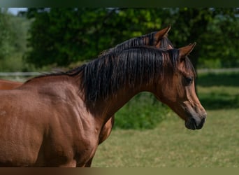 Arabian horses, Stallion, 1 year, 14.3 hh, Brown