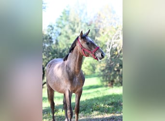 Arabian horses, Stallion, 1 year, 14 hh, Gray