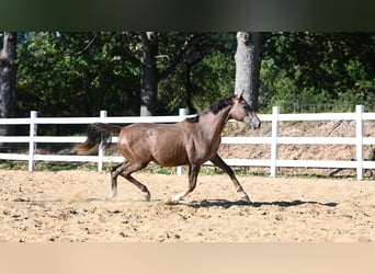 Arabian horses, Stallion, 1 year, 14 hh, Gray