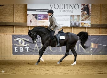 Arabian horses, Stallion, 1 year, 15.1 hh, Black