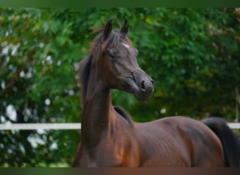 Arabian horses, Stallion, 1 year, 15.1 hh, Black