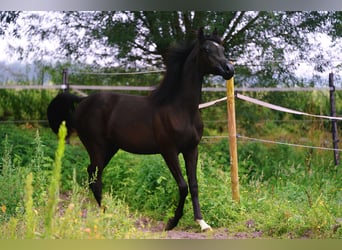 Arabian horses, Stallion, 1 year, 15.1 hh, Black